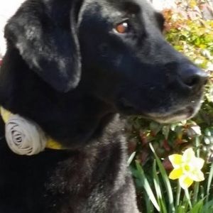 Meet your Posher, Sueann